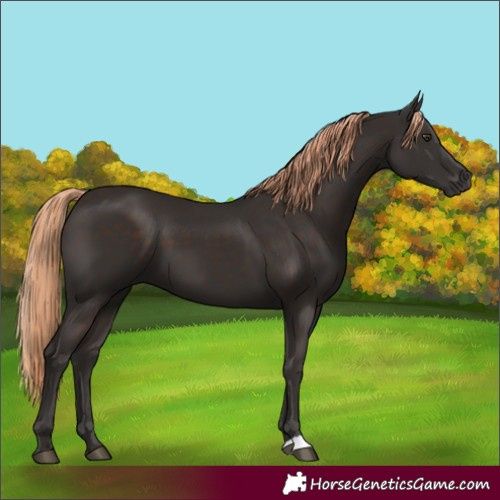 Horse Color:Liver Chestnut
