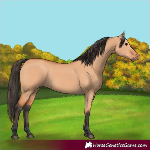 Horse Color:Bay Dun 