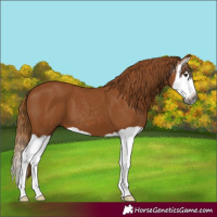 Horse Color:Gray Chestnut Splash