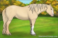 Horse Color:Gold Champagne Dun 