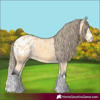 Horse Color:Buckskin Splash Appaloosa 