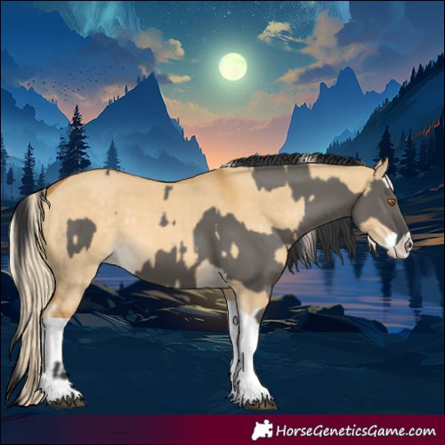 Horse Color:Grullo  and Palomino Dun Splash 