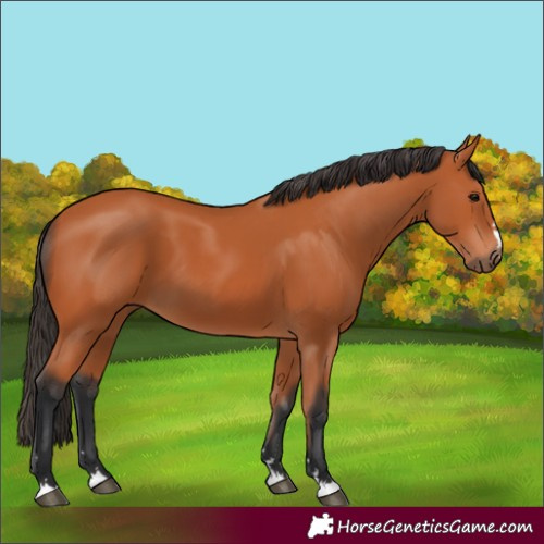 Horse Color:Bay 