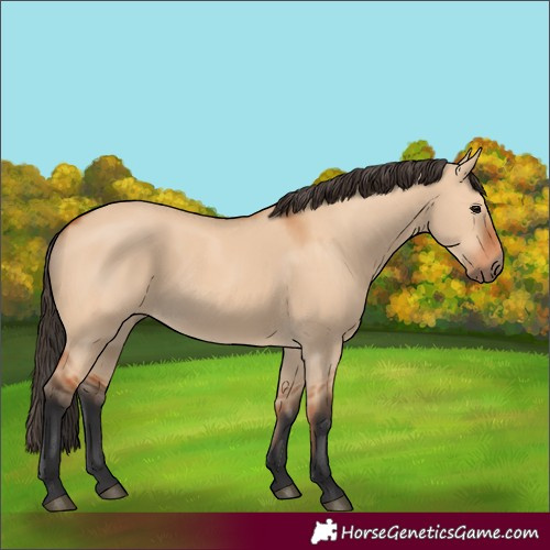 Horse Color:Bay Dun