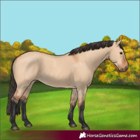 Horse Color:Bay Dun 