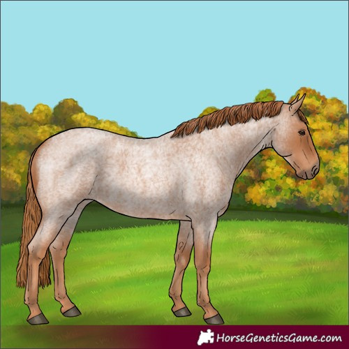 Horse Color:Red Roan