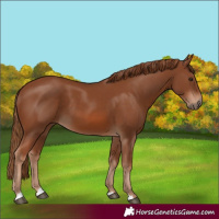 Horse Color:Chestnut 