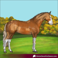 Horse Color:Palomino Splash  and Gray Palomino Splash 