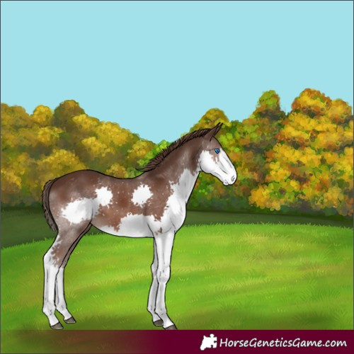 Horse Color:Liver Chestnut Splash Appaloosa 