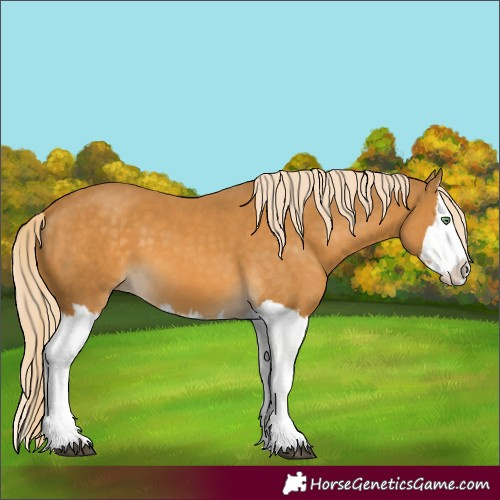Horse Color:Palomino Splash  and Palomino Splash 