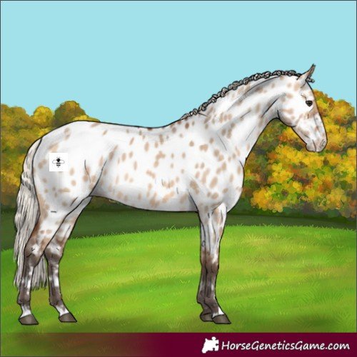 Horse Color:Silver Brown Dun Appaloosa 