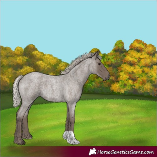 Horse Color:Silver Blue Roan 