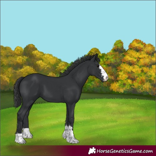 Horse Color:Black