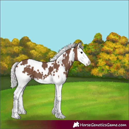 Horse Color:White Spotted Silver Black Splash 