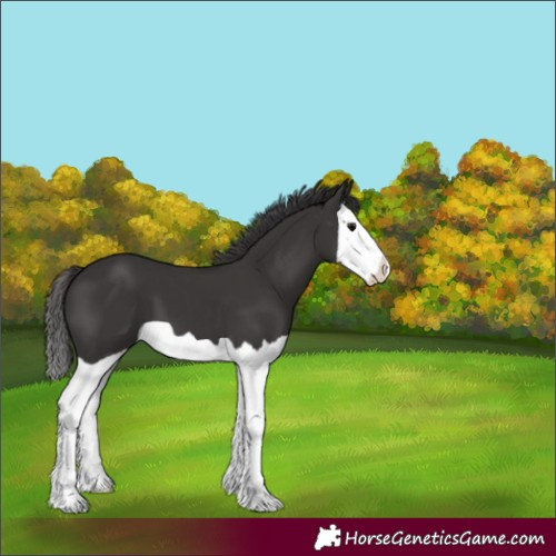 Horse Color:Smoky Black Splash 