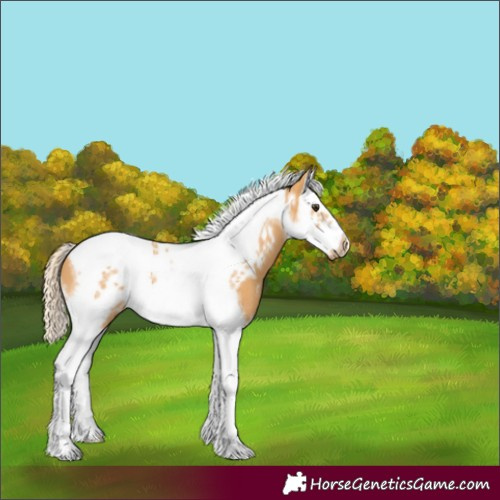 Horse Color:White Spotted Chestnut Splash Tobiano Frame
