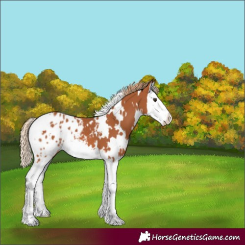 Horse Color:White Spotted Chestnut Splash Appaloosa 