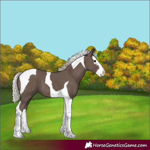 Horse Color:Silver Black Splash Tobiano 