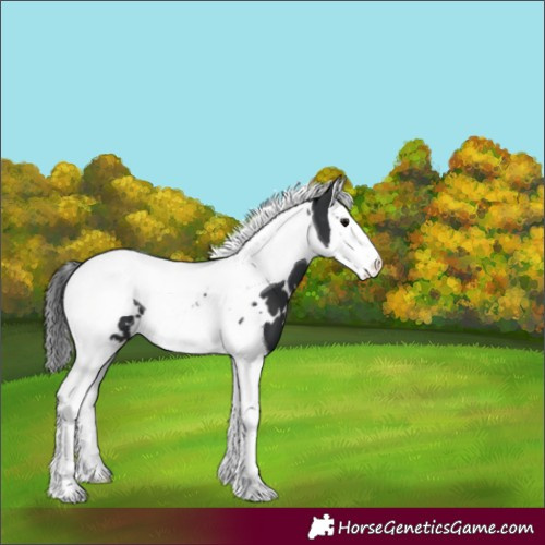 Horse Color:White Spotted Black Splash Tobiano 
