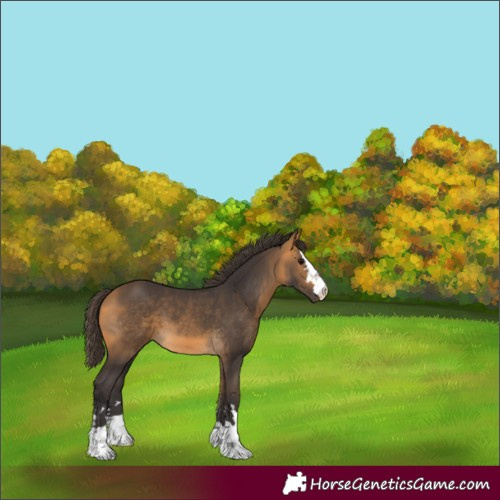 Horse Color:Buckskin 