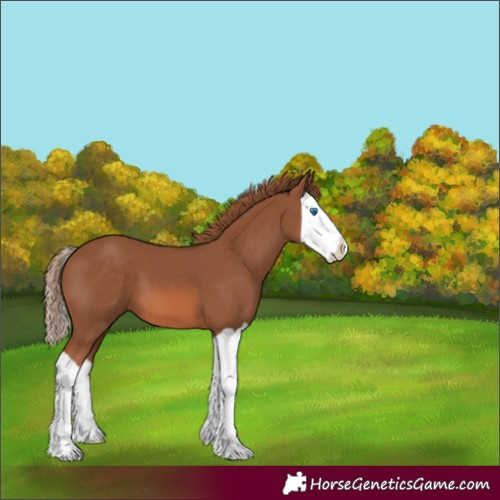 Horse Color:Chestnut Splash 