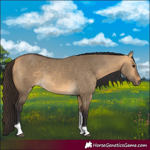 Horse Color:Buckskin Dun Tobiano 