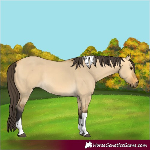 Horse Color:Buckskin Dun Tobiano 