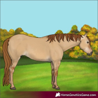 Horse Color:Gray Red Dun 