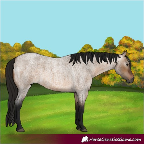 Horse Color:Gray Bay Roan Dun 