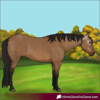 Horse Color:Gray Bay Dun