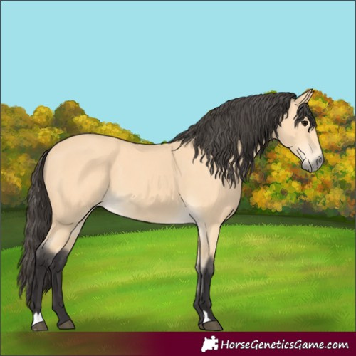Horse Color:Buckskin 