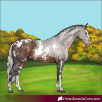 Horse Color:White Spotted Silver Brown Sabino Snowcap Rabicano 