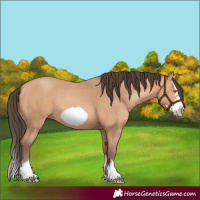 Horse Color:Amber Champagne Splash Frame 