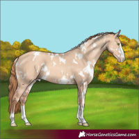 Horse Color:White Spotted Gold Champagne Dun 