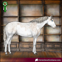Horse Color:Chocolate Palomino Roan Splash Appaloosa