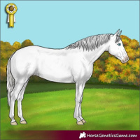 Horse Color:Silver Buckskin Roan Splash Appaloosa 