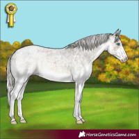 Horse Color:Silver Buckskin Roan Splash Appaloosa