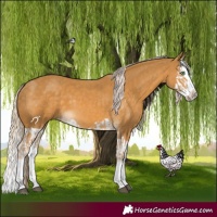 Horse Color:Palomino Splash and Palomino Splash