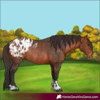 Horse Color:Bay Appaloosa and Bay Appaloosa Rabicano