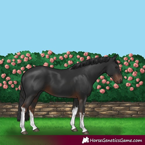 Horse Color:White Spotted Liver Chestnut 