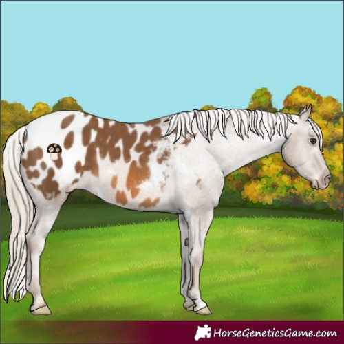 Horse Color:White Spotted Chocolate Palomino Sabino Blanket 