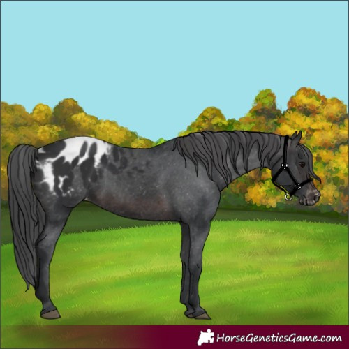 Horse Color:White Spotted Brown Appaloosa 