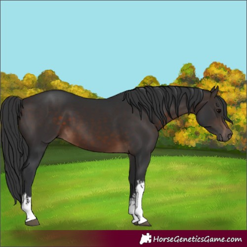 Horse Color:White Spotted Brown