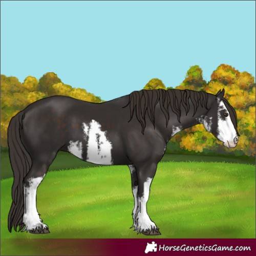 Horse Color:White Spotted Liver Chestnut 
