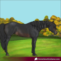 Horse Color:White Spotted Brown 