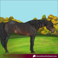 Horse Color:White Spotted Brown 