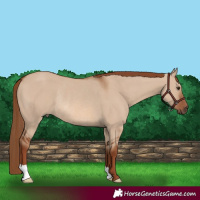 Horse Color:Red Dun Rabicano
