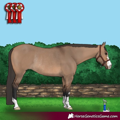 Horse Color:Bay Dun Rabicano 