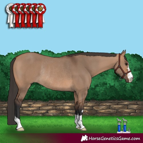 Horse Color:Bay Dun Rabicano