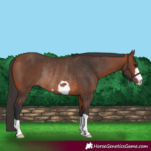 Horse Color:Bay Rabicano 